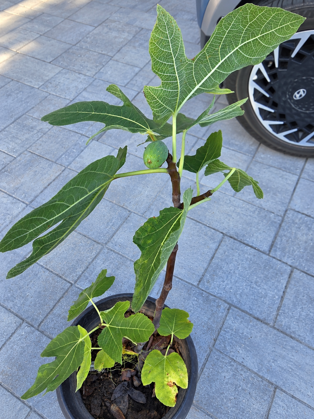 One of two potted fig plants given to Sigmund Lee by a Ward 2 resident, with one green fig near the top