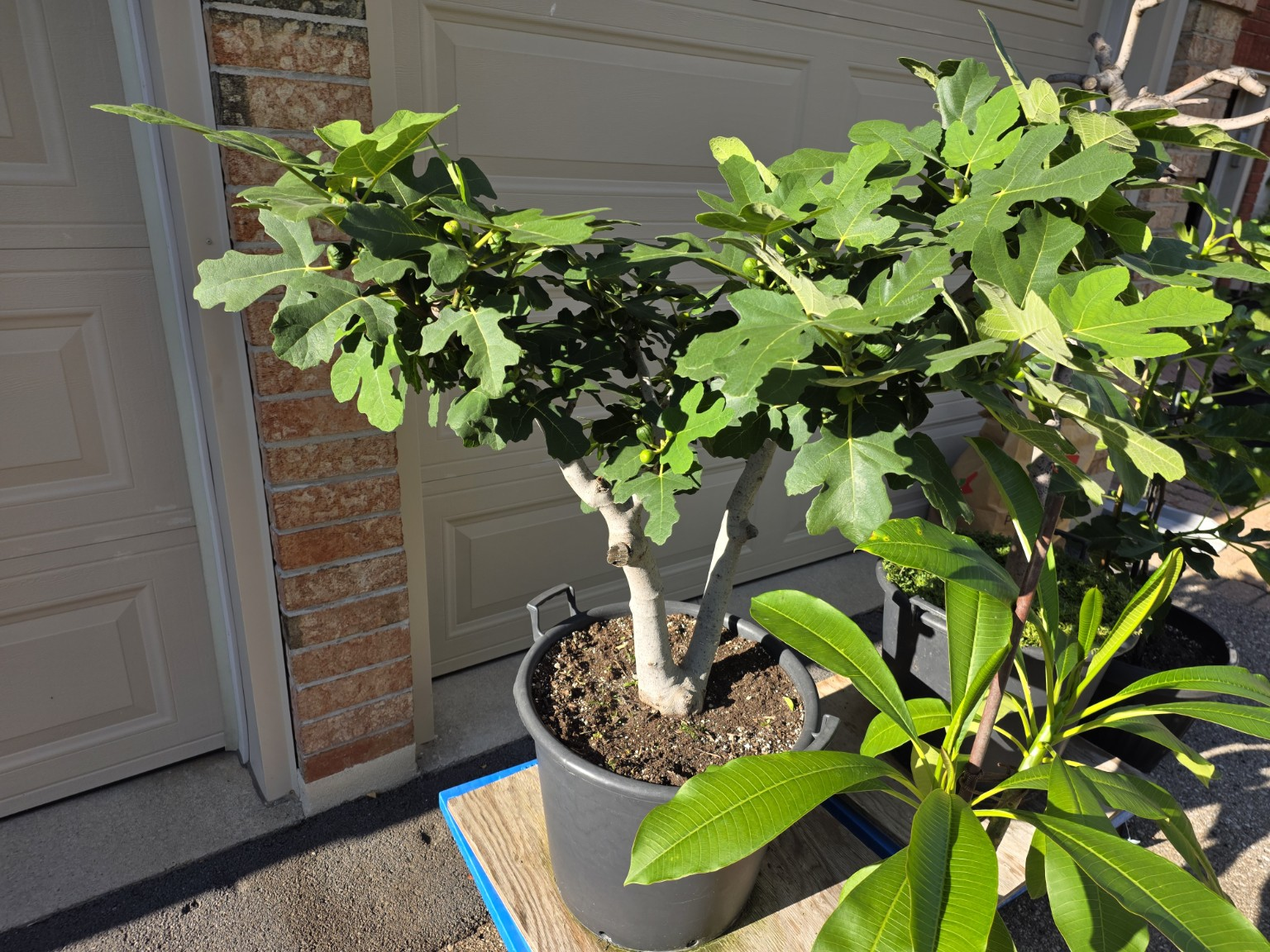One of a resident's mature potted fig plants with many figs growing among its leaves